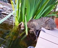 Cat on the water