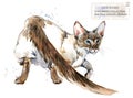 yavanez cat. watercolor home pet illustration. Cats breeds series. domestic animal.serengeti