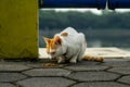 Cat by the Waterfront Royalty Free Stock Photo