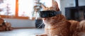 Cat wearing AR glasses, 3D render, indoor light, eyelevel, techsavvy pet , photographic style Royalty Free Stock Photo