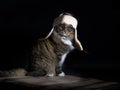 Cat Wearing Aviator Cap