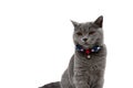 Cat wearing a collar with bow on a white background Royalty Free Stock Photo