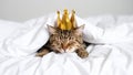 Cat wearing a golden crown sleeping peacefully under white bed sheets. Royalty Free Stock Photo