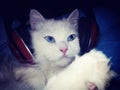 cat wearing headphones