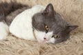 Cat wearing knitted woolen scarf is relaxing on warm soft shaggy blanket on the couch, a closeup Royalty Free Stock Photo