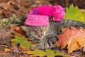 Cat wearing knitting hat