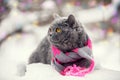 Cat wearing knitting scarf in snowy winter