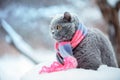 Cat wearing knitting scarf in snowy winter
