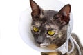 Cat wearing neck collar isolated on a white background