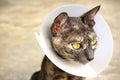 Cat wearing neck collar after surgery