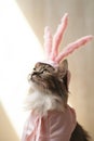 A cat wearing a pink bunny costume with rabbit ears, AI Royalty Free Stock Photo