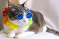 Cat wearing rounded retro sunglasses
