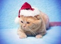 Cat wearing Santa's Royalty Free Stock Photo