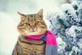 A cat wearing scarf near snowy fir tree