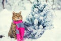 A cat wearing scarf near snowy fir tree