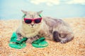 Cat wearing sunglasses lying on the beach Royalty Free Stock Photo