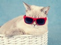 Cat wearing sunglasses Royalty Free Stock Photo