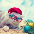 Cat wearing sunglasses relaxing on the beach Royalty Free Stock Photo