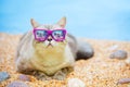 Cat relaxing on the beach Royalty Free Stock Photo