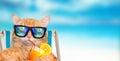 Cat wearing sunglasses relaxing sitting on deckchair. Royalty Free Stock Photo