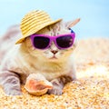 Cat wearing sunglasses relaxing on the beach Royalty Free Stock Photo
