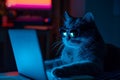 Cat Wearing Sunglasses Working On Laptop At Night, Adopting A Hacker Persona Royalty Free Stock Photo