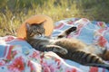 cat wearing sunhat, sprawled on a beach picnic blanket Royalty Free Stock Photo