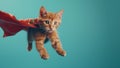cat wearing a superhero cape flying Royalty Free Stock Photo