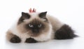 cat wearing tiara