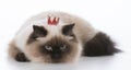 cat wearing tiara