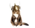 Cat Wearing Viking Helmet Royalty Free Stock Photo