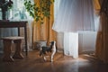 Cat and wedding dress 1719. Royalty Free Stock Photo