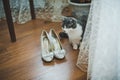 Cat and wedding shoes 1726. Royalty Free Stock Photo