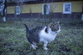 The cat walks on the green grass Royalty Free Stock Photo