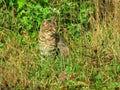 A cat hunts mice in nature Royalty Free Stock Photo