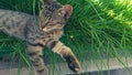 Cat which sleeps on the grass on a sunny day Royalty Free Stock Photo