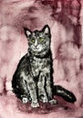 Cat on a whine red background.