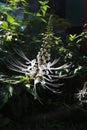 cat whisker flowers bloom during the dry season in tropics