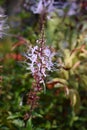 The cat whiskers flower Royalty Free Stock Photo