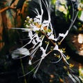 cat whiskers flower indonesian Royalty Free Stock Photo