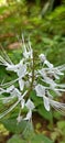 cat whiskers plant