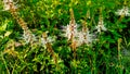 Cat whiskers plant that grows wild in the forest