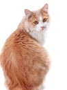 Cat on a white background Royalty Free Stock Photo
