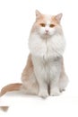 Cat on a white background Royalty Free Stock Photo