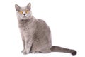 Cat on a white background Royalty Free Stock Photo