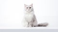 A cat on white background, they commonly referred to as the domestic cat or house cat