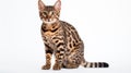 A cat on white background, they commonly referred to as the domestic cat or house cat