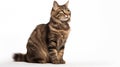 A cat on white background, they commonly referred to as the domestic cat or house cat