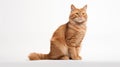 A cat on white background, they commonly referred to as the domestic cat or house cat