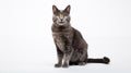 A cat on white background, they commonly referred to as the domestic cat or house cat